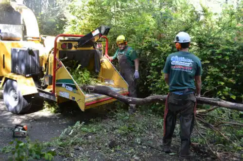 tree services Lincoln Center